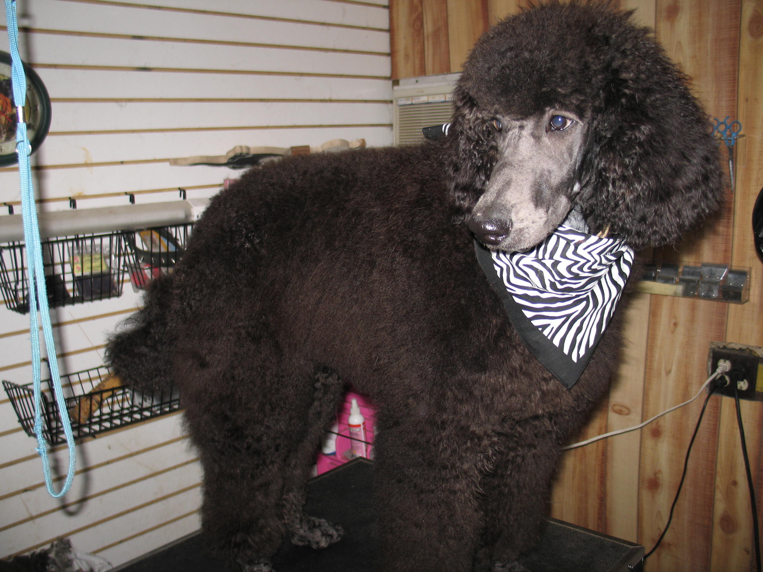 How To Get A Ponytail On A Poodle | how to get a ponytail on a poodle my little poodle my How To Get A Ponytail On A Poodle | how to get a ponytail on a poodle my little poodle my